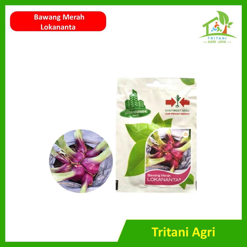 Benih Bibit Bawang Merah Lokananta (isi 500 biji) Personal Pouch