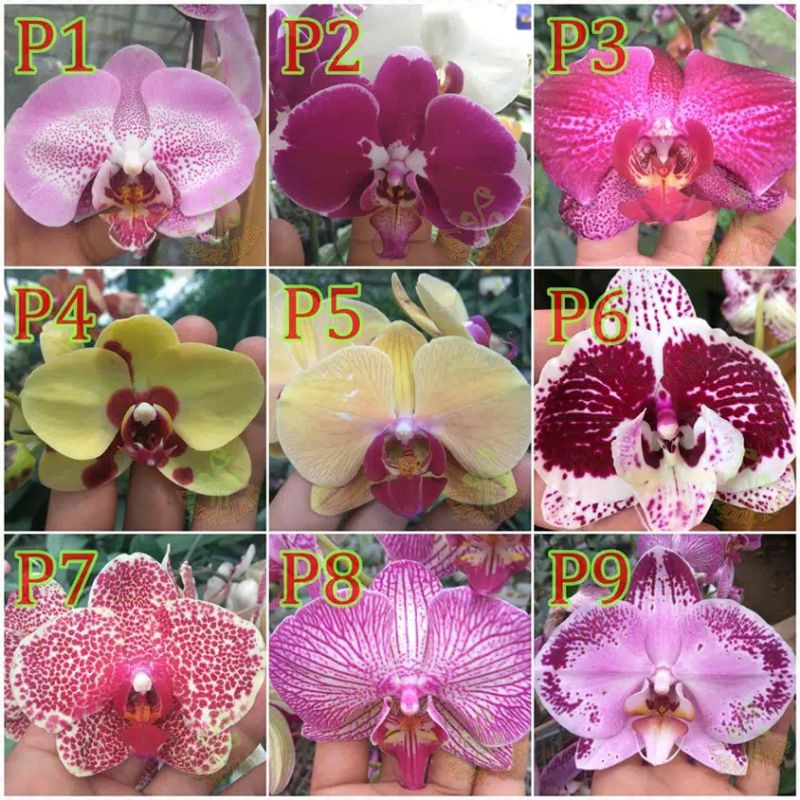 10 bonus 1 Seedling Anggrek Bulan Hybrid Taiwan Premium