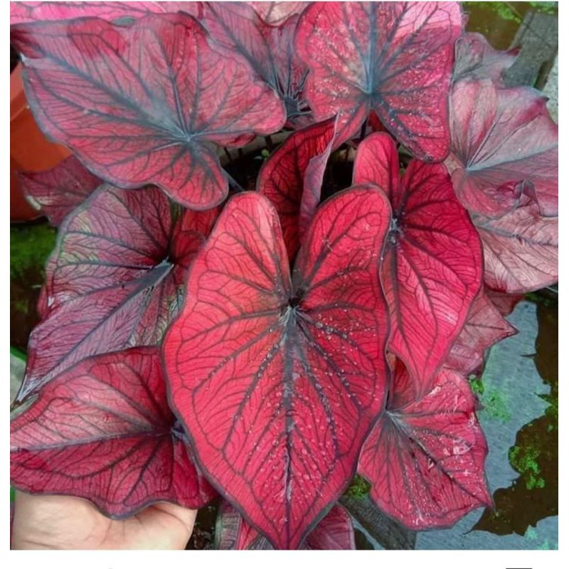 caladium H22/gajendra/caladium import