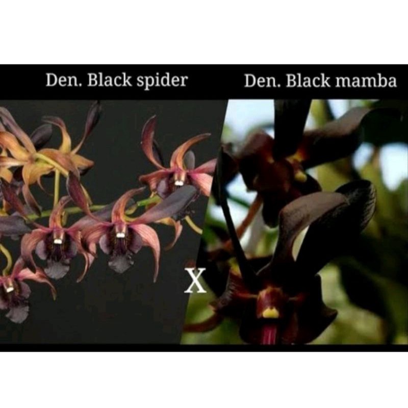 Dendrobium rajajowas seedling