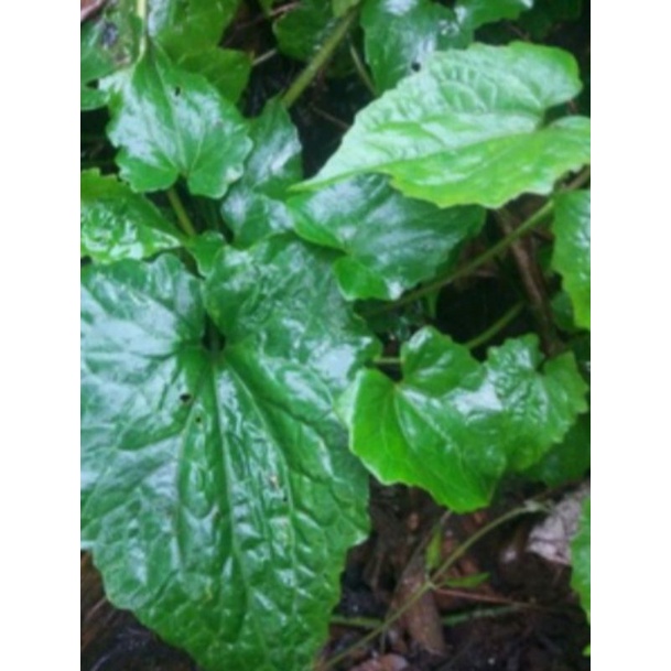 

Daun Sembung Rambat Segar 1 Kg