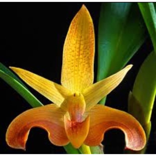 Amggrek Bulbophyllum lobi dewasa murahh