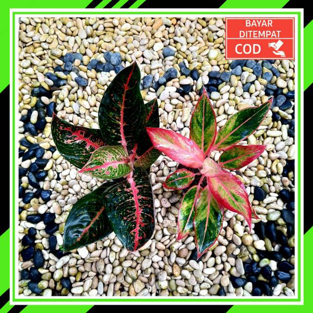 [✅COD] PAKET 2 POHON - (AGLONEMA PAKET) / AGLONEMA PAKETAN MURAH / PAKET AGLONEMA MURAH HEMAT