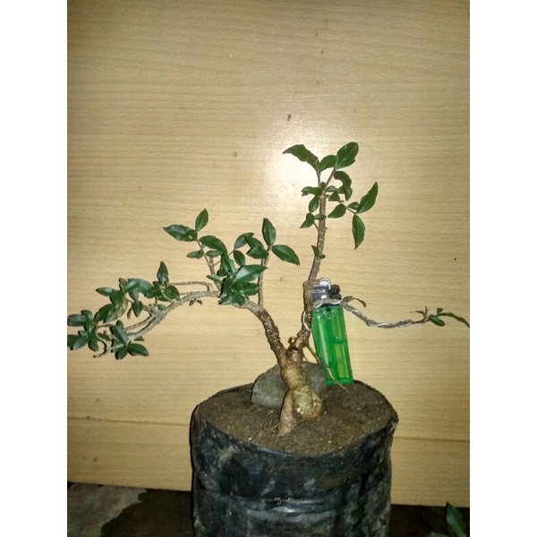 Bonsai Sakura Mikro.