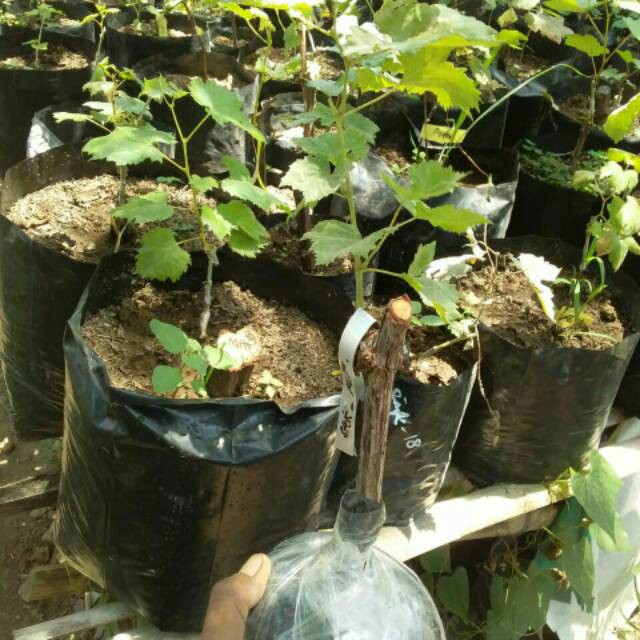 Bibit Anggur Import Fujiminori Hasil Grafting