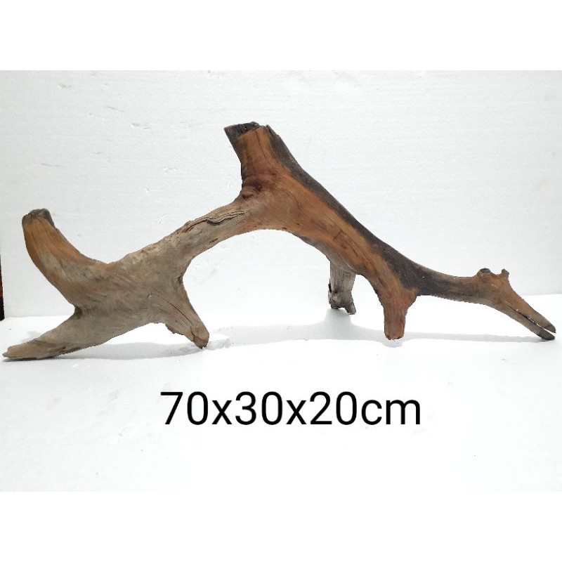 Kayu Aquascape Tenggelam Santigi Asli Kayu Rentek Akar Santigi Laut Asli