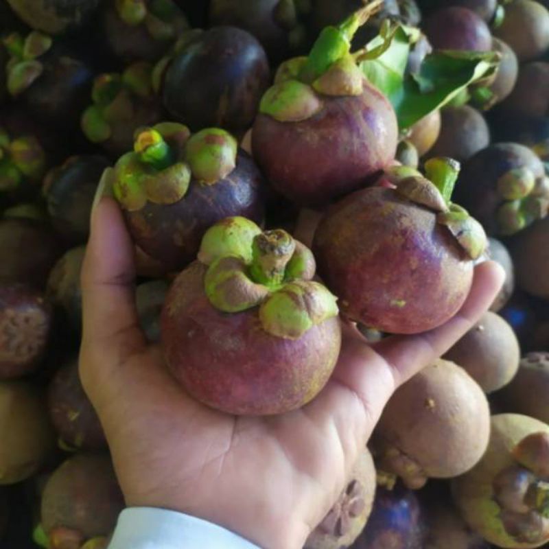 

Buah Manggis 1/2Kg Buah SegarBandung