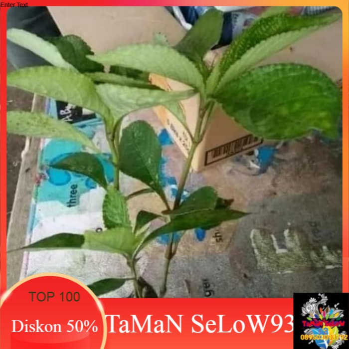Pohon Pecah Beling | Keji Beling | Tanaman Herbal Keji Beling