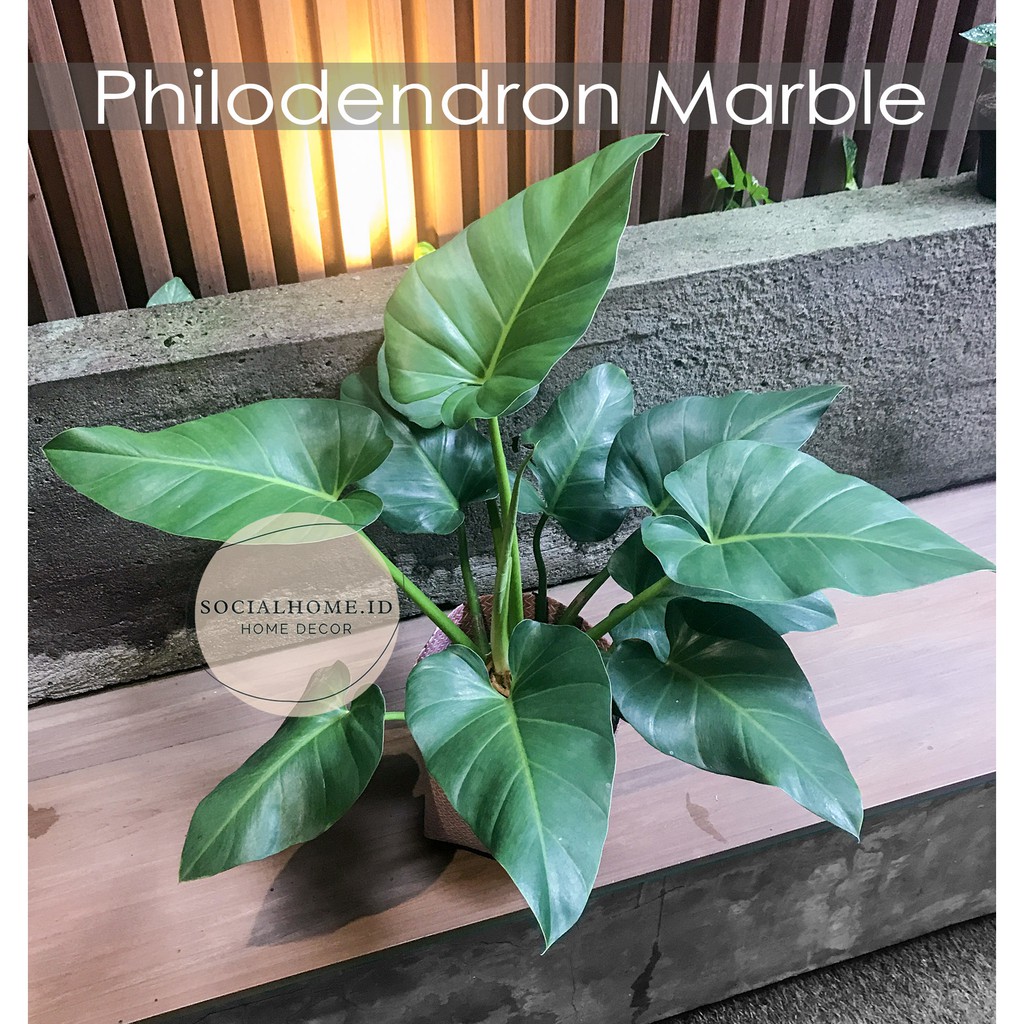 Philodendron Marble + Pot, Philo Marble, Dewasa, Size Large, Big, Rimbun