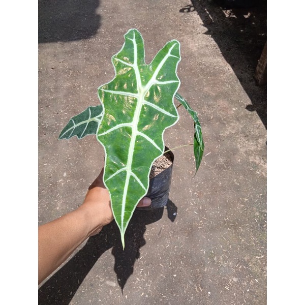 Alocasia amazonica var Polly
