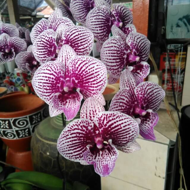 Anggrek bulan taiwan