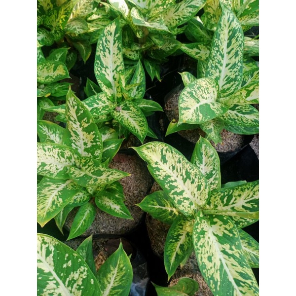 bunga aglonema difen candi