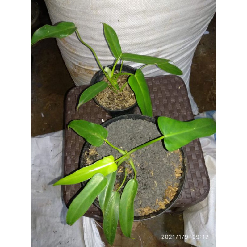 philodendron longilobatum