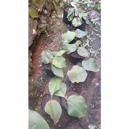 

bibitkencur untuk masak danjamu