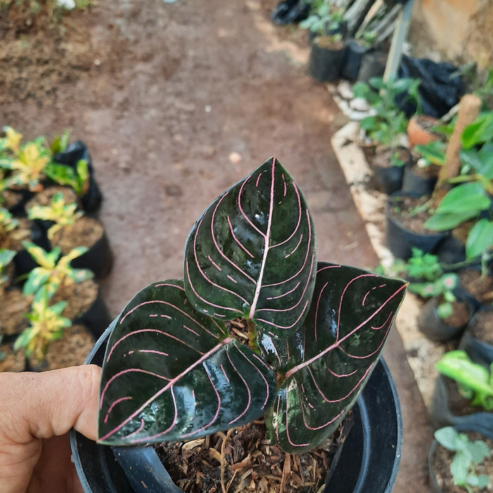 AGLONEMA ROTUNDUM ACEH-bibit tanaman aglonema rotundum aceh