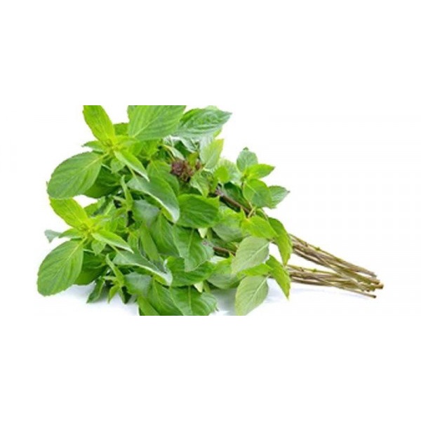 

[DAPUR EXPRESS] Daun Kemangi