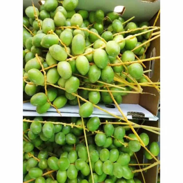 

Kurma muda