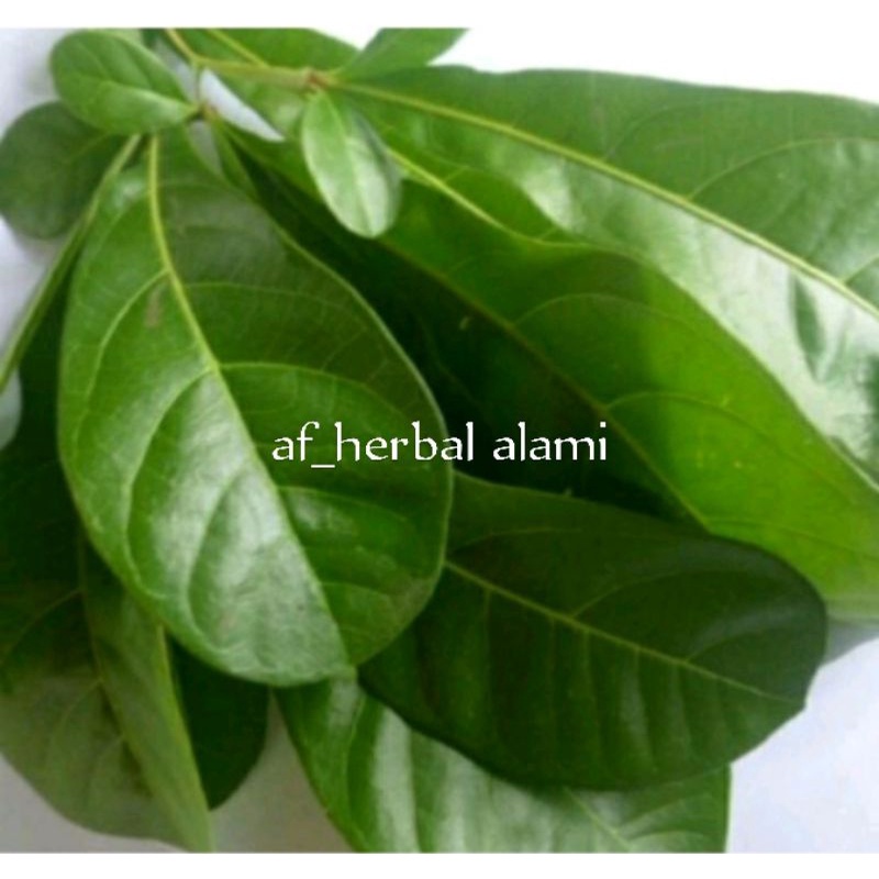 

Daun maja/bernuk per 30 lembar