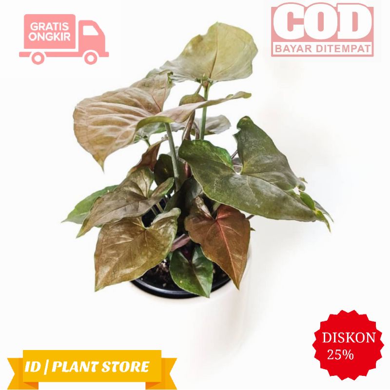 Tanaman hias syngonium maria-singonium black pink-tanaman hidup-bunga hiasan