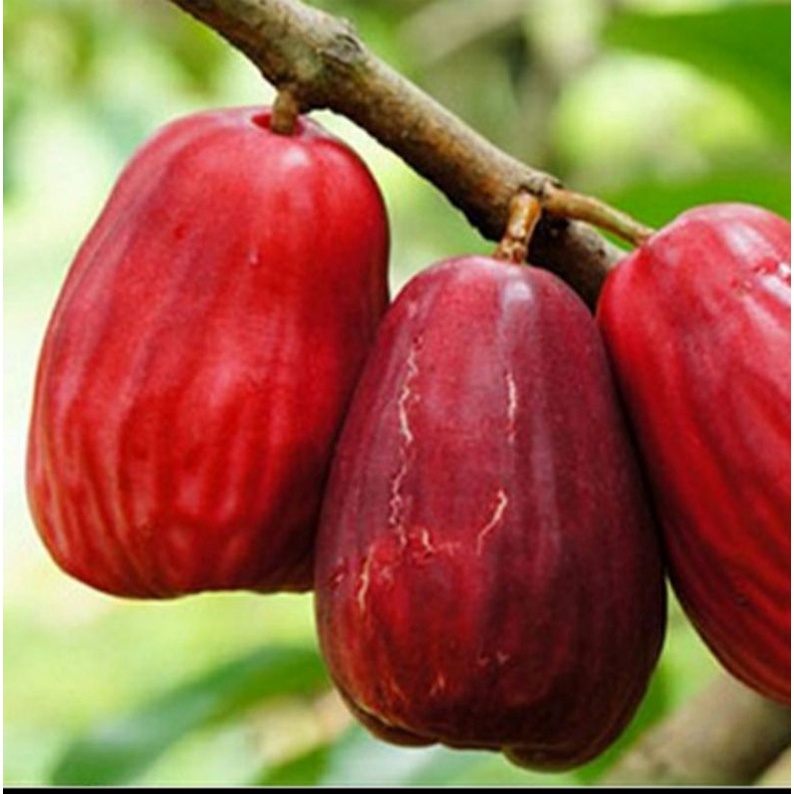 bibit jambu bol Jamaika bibit jambu jamaika