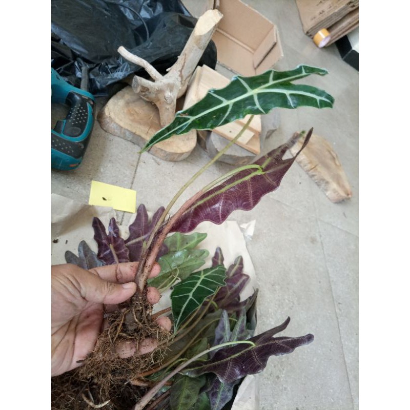 Bibit Alocasia Amazon / Alocasia Amazonica / Alocasia Amazonia