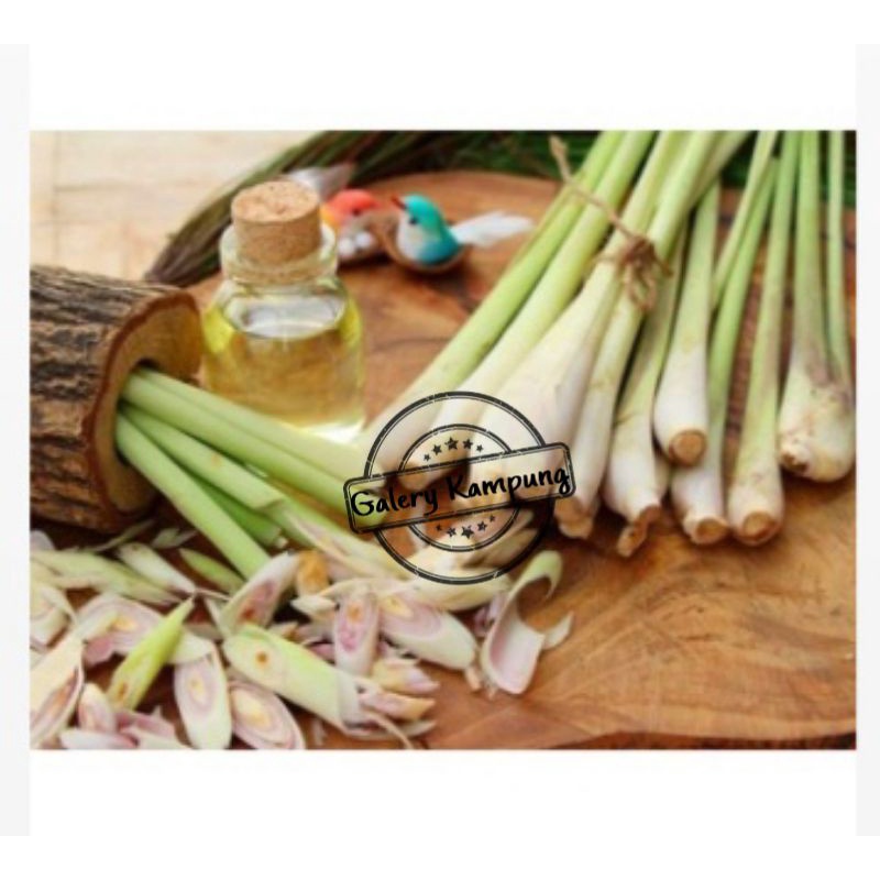 

Serai Hijau/serai bumbu 500g