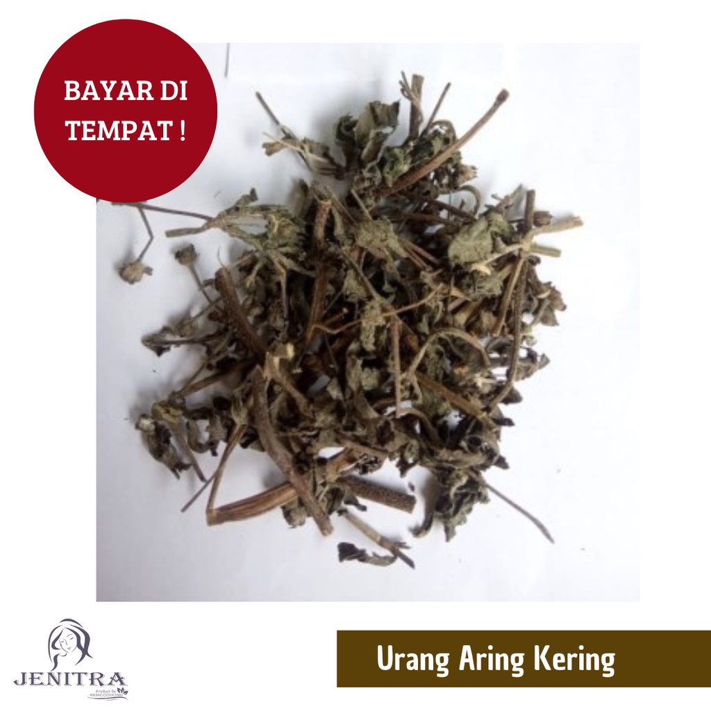 

Daun dan gagang Urang-Aring / Orang-Aring Kering /Eclipta Alba 1 kg -500 gr (Bisa COD Bayar di Tempat)