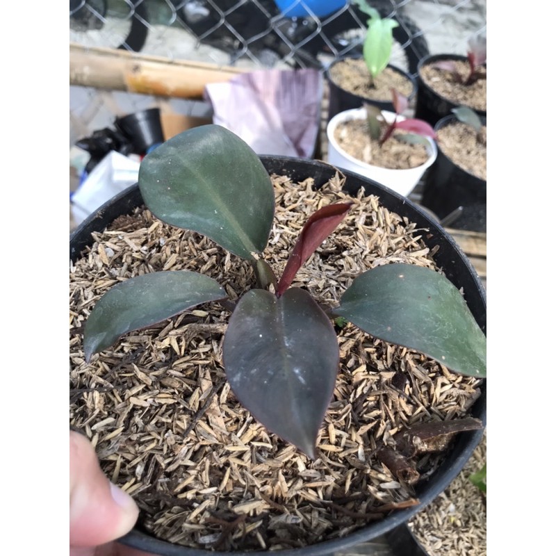 philo black cardinal