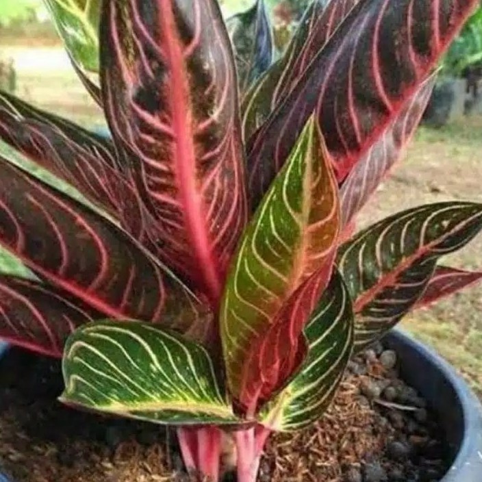 BIBIT AGLONEMA RED SUMATRA