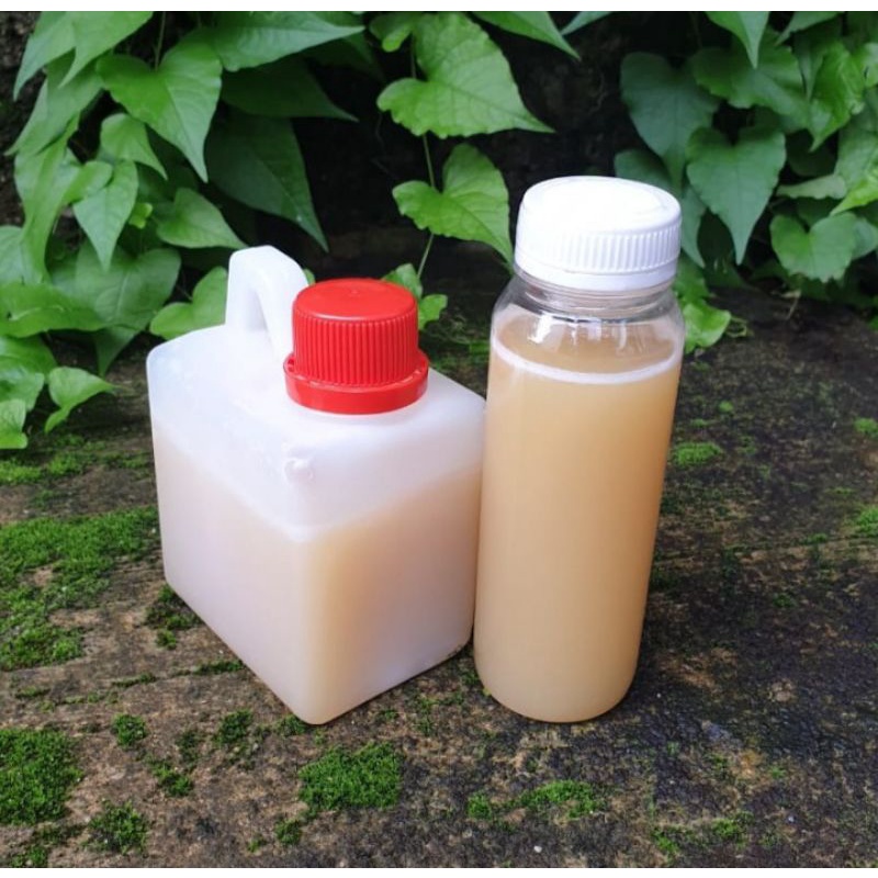 

Madu Putih Dompu Isi Bersih 500 gram