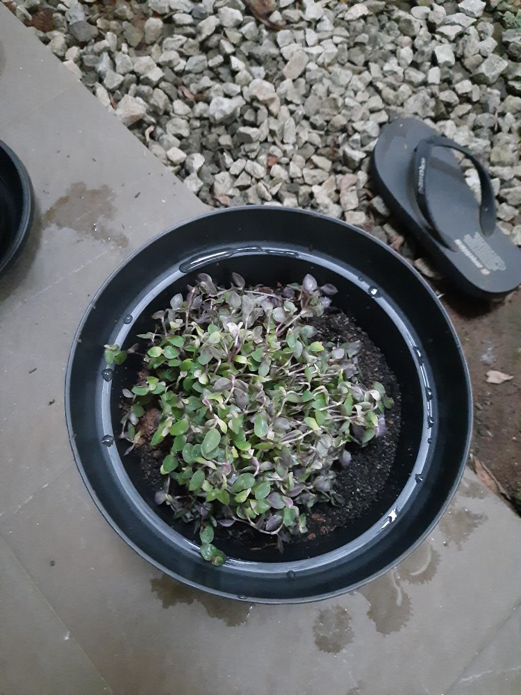 Tanaman Hias  Gantung Kribo