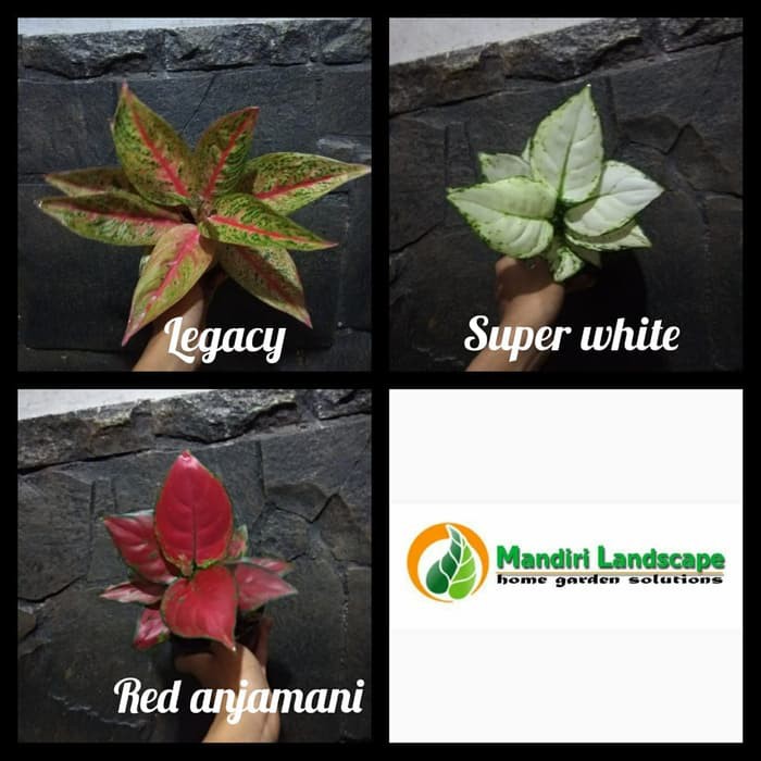 Paket 3 Aglonema - Legacy - Super White - Red Anjamani