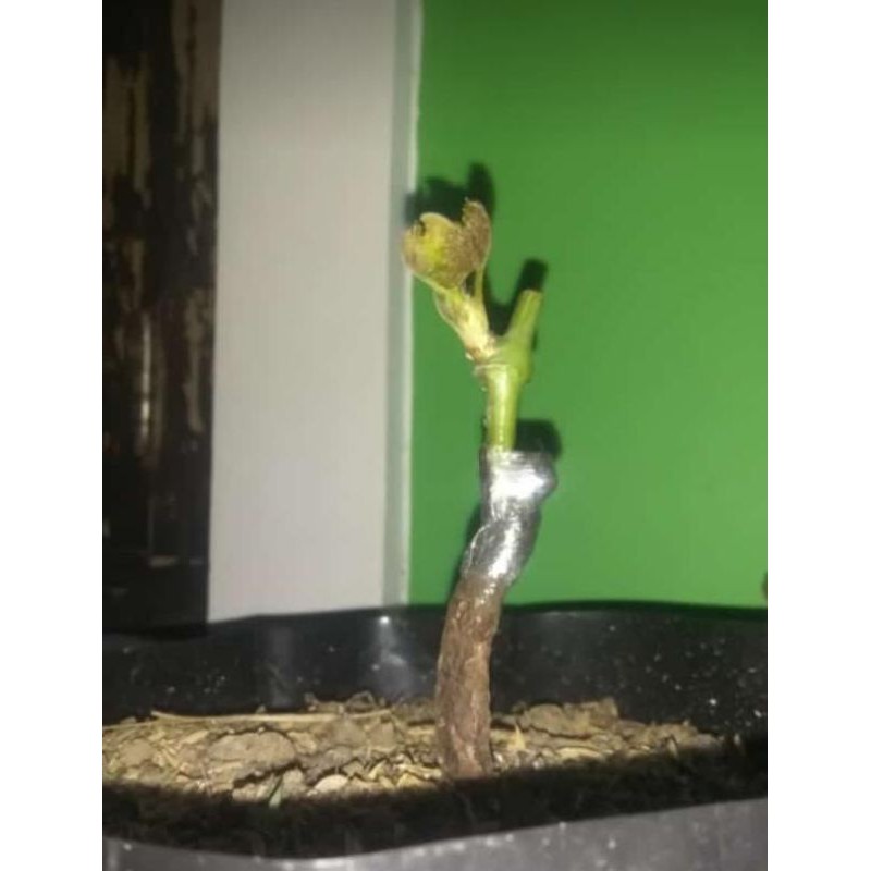 Bibit anggur import berkualitas