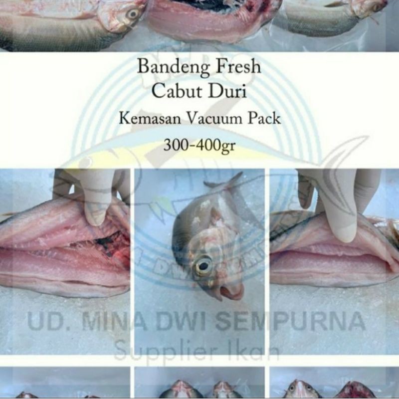 

Ikan Bandeng Cabut Duri @300 - 380 Gr Fresh