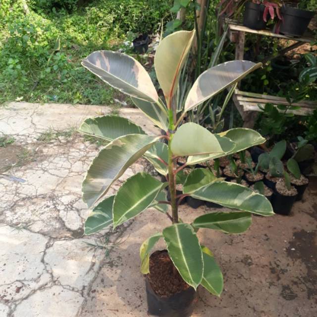 Tanaman Ficus Elastica Varigata Tanaman Karet Kebo Varigata Rubber Plants