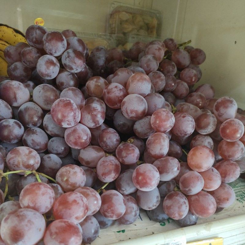 

anggur merah manis harga per kg