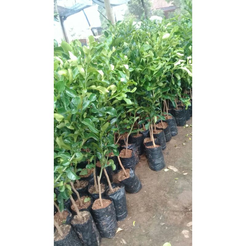 Bibit Daun Jeruk purut / jeruk pecel