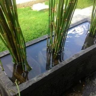 Tanaman Bambu  Air Bambu Kecil  Bambu  Pagar Tanaman 