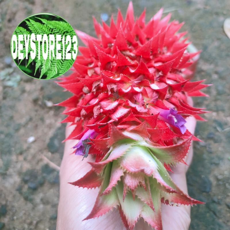 

paket 250 nanas sabrang nanas merah segar