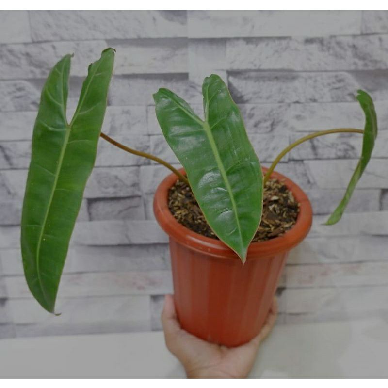 batang bonggol philodendron kabel busi
