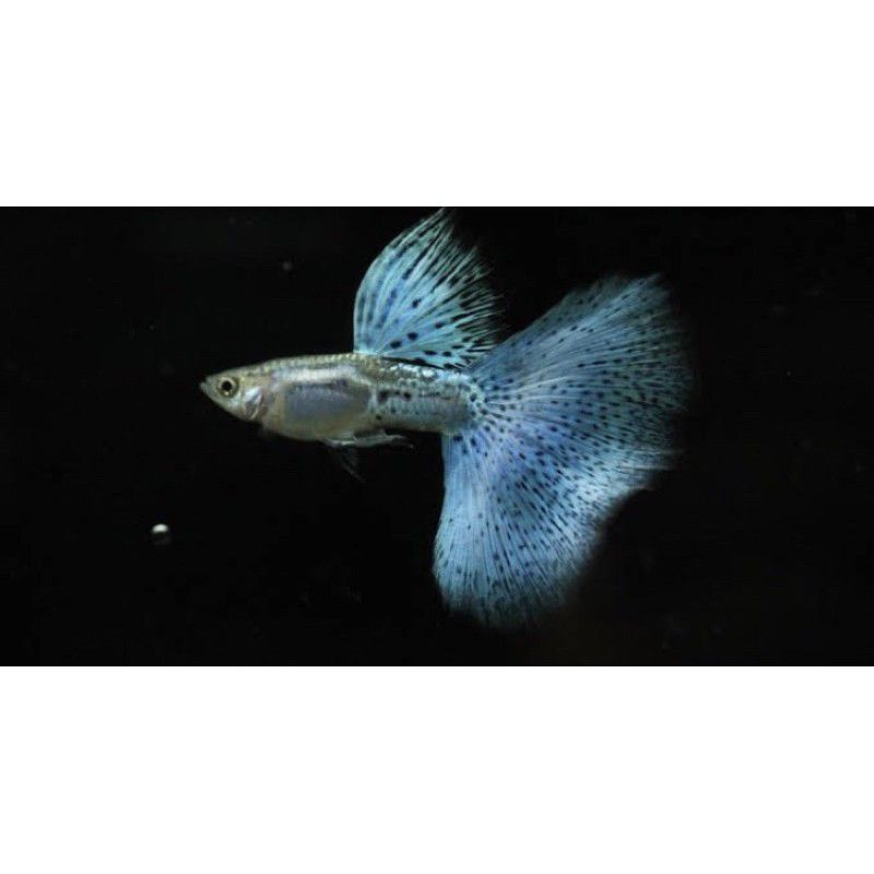 

Ikan Guppy Blue Grass