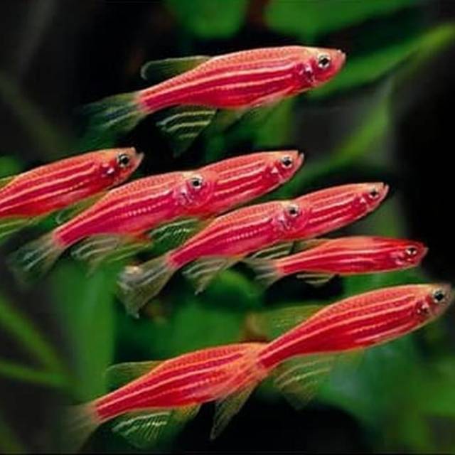 

IKAN HIAS ZEBRA RED DANIO