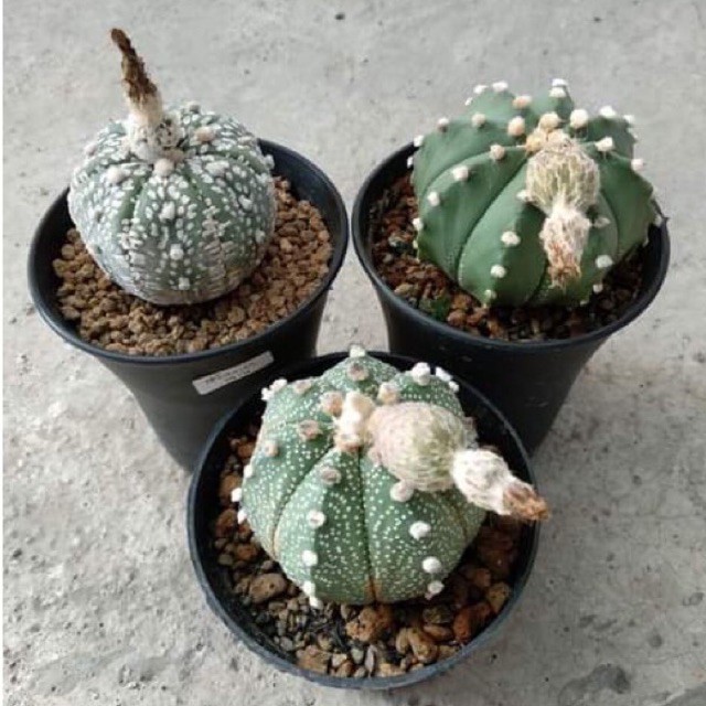 biji kaktus astro (harga perbiji)