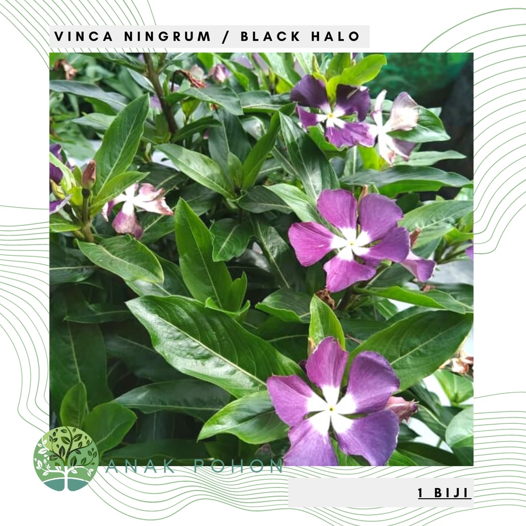 Benih Bibit Biji - Bunga Vinca Sultan Ningrum Black Halo Rare Jenis Langka Flower Seeds - FRESH SEEDS