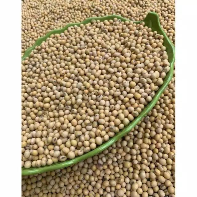 

Kacang kedelai soybean