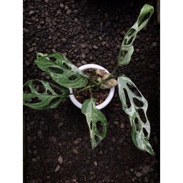 tanaman hias monstera andasoni varigata lokal / monstera janbol varlokal / monstera janda bolong var