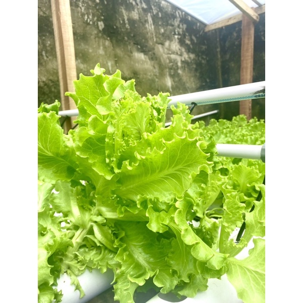 

Sayur selada Hijau hidroponik 250g