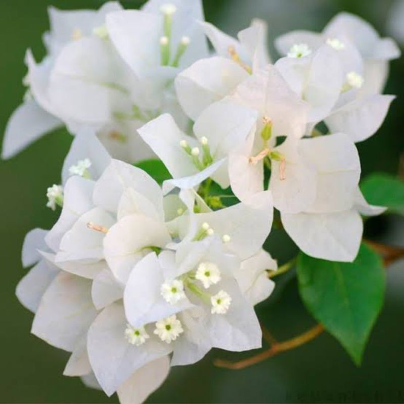 tanaman hias bougenville bunga putih Tanaman hidup-bunga hidup-bunga hias hidup-tanaman hias hidup-bunga hidup murah