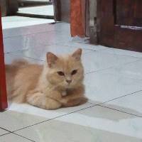 Homecare Hw V8