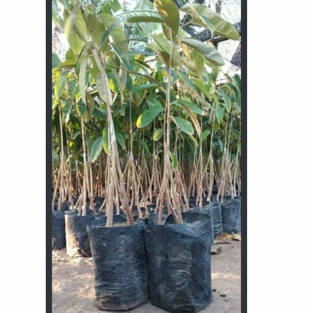 Bibit Tanaman Buah Durian kaki 3 lokal | Bibit Durian kaki tiga